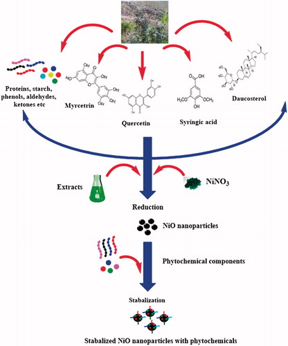 Figure 14. Plausible mechanism for the biosynthesis of NiO nanoparticles via green route.