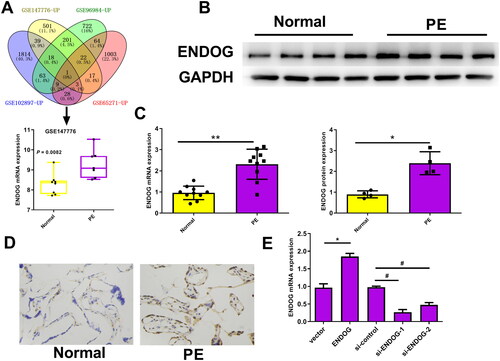 Figure 1. Endonuclease G (ENDOG) was highly expressed in preeclampsia (PE) tissues and cells. A: ENDOG was differentially expressed according to Venn diagram analysis in PE- and hypoxia-related datasets. In GSE147776, the expression of ENDOG in the PE group (n = 7) was significantly higher than that in the normal group (n = 8). B–D: ENDOG was highly expressed in placental tissues collected from patients with PE, as demonstrated by the results of western blotting, qRT-PCR, and immunohistochemistry. E: Transfection efficiency was determined using qRT-PCR. **p < 0.01 compared to the normal and vector groups; ##p < 0.01 compared to the si-control group.