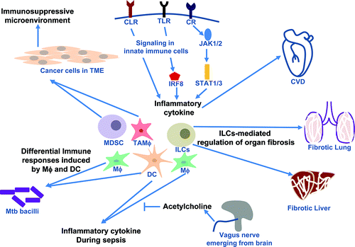 FIGURE 1. Role of innate immune cells and pattern recognition receptors-mediated signaling pathway in infectious and non-infectious disease. TME: Tumor microenvironment; MDSC: Myeloid-derived suppressor cells; TAMφ: tumor-associated macrophages; Mtb: Mycobacterium tuberculosis; Mφ: Macrophages; DC: Dendritic cells; ILC: different types of Innate Lymphoid Cells; NK cells: Natural killer cells; CLR: C-type lectin receptors; TLR: Toll-like receptors; CR: cytokine recptors; JAK: Janus kinase; STAT: Signal transducer and activator of transcription; IRF; Interferon regulatory factor; and CVD: Cardiovascular disease.
