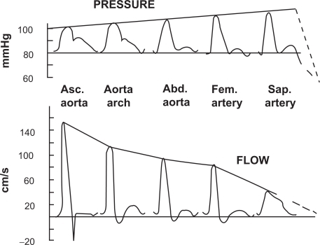 Figure 1 Change in contours in pressure wave (top) and flow wave (bottom) between the ascending aorta and the saphenous artery. Reproduced with permission from Agabiti-Rosei E, Mancia G, O’Rourke MF, et al Central blood pressure measurements and antihypertensive therapy: a consensus document. Hypertension. 2007;50:154–160.Citation4 Copyright © 2007 Lippincott Williams & Wilkins.