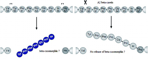 Figure 2. Release of BCM7 β-casein variant (adapted from Woodford, 2009).