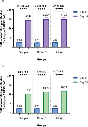 Figure 3. Neutralizing antibodies against wild-type SARS-CoV-2 before and after booster vaccination among different interval groups.