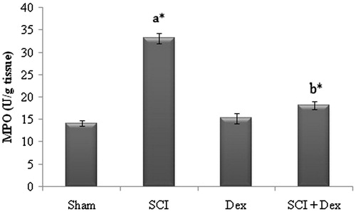Figure 3. Effect of SCI and Dex on MPO level in kidney homogenate. The MPO was expressed as U/g of tissue. Values are mean ± SD for 10 rats in each group. Comparisons are made between (a) sham and SCI and (b) SCI and SCI + Dex. *Statistically significant (p < 0.05).