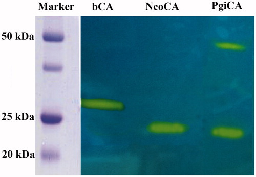 Figure 3. Protonogram obtained using bCA (α-CA) and two γ-CAs: the Antarctic NcoCA and mesophilic PgiCA. The yellow bands correspond to the CA position on the gel responsible for the drop of pH from 8.2 to the transition point of the dye in the control buffer. Incubation time was of 20 s. NcoCA showed only one band (22 kDa), while PgiCA was present in two oligomeric states, the monomeric (22 kDa) and the trimeric (55 kDa) forms (see text for details).
