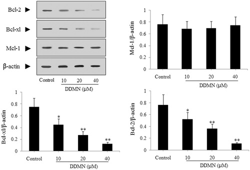 Figure 4. Effect of DDMN on expression of anti-apoptotic protein including Mcl-1, Bcl-xl, and Bcl-2 in SGC-7901 cells. *p < 0.05, **p < 0.01, compared with the control.