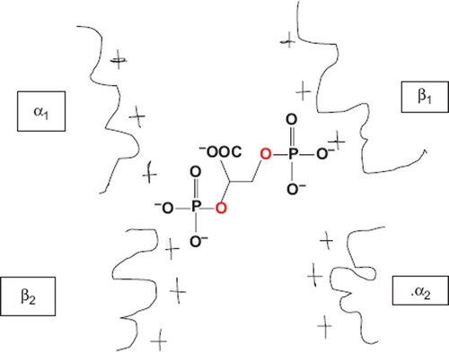 Figure 1. Electrostatic interaction between the anionic charges of DPG and the cationic charges of amino acids present on the β subunits of Hb.
