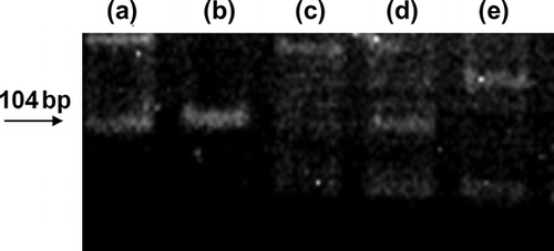 FIGURE 5. Cortical SRY gene expression of a male rat kidney: (a) positive control at 5 weeks, (b) weekly MSCs at 5 weeks, (c) once MSCs at 5 weeks, (d) MSCs at 1 week, and (e) once MCs at 1 week.