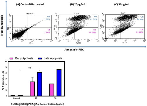 Figure 10. Cell apoptosis assay at different concentrations of Fe3O4@SiO2@PDA@Ag on H1299 cancer cell line (A) control; 0 µg/mL, (B) 20 µg/mL, (C) 30 µg/mL.