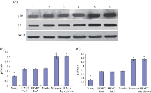 Figure 4. (A) Western blot showing the expression of p16 and p21 for six groups of HPMC—lane 1: young HPMC (PD2); lane 2: HPMC/Tanshinone1 (PD5); lane 3: HPMC/Tanshinone2 (PD5); lane 4: middle-aged HPMC (PD5); lane 5: senescent HPMC (PD10); lane 6: HPMC/high glucose (PD5). (B) The comparisons of p16/actin in six groups; *p < 0.05 versus the middle-aged HPMC (PD5). (C) The comparisons of p21/actin in six groups; *p < 0.05 versus the middle-aged HPMC (PD5).