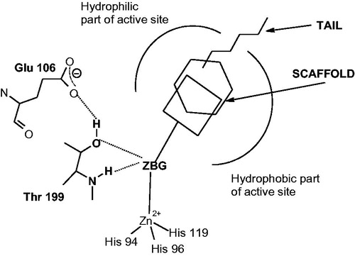 Figure 2. CAIs belonging to the zinc binders (sulfonamides, sulfamates, sulfonamides, carboxylates, hydroxamates, phosphonates). The ZBG is coordinated to the metal ion and participates in strong interactions with the gate keeper residues Thr199–Glu106. The scaffold may occupy either the hydrophylic or hydrophobic (or both) halves of the active site, whereas the tails generally are orientated toward the exit of the cavity where the most variable amino acid residues among the different mammalian isoforms are foundCitation1,Citation21,Citation80.