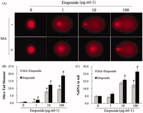 Figure 6. Mangiferin reduced etoposide-induced DNA damage in MNC hUCB cells in comet assay. (A) Typical comet images (400 × magnification). In etoposide treatment groups, cells were treated with 0, 1, 10, or 100 μg/ml etoposide for 2 h. In MA and etoposide combination treatment groups, cells were pre-incubated with 50 μM mangiferin for 4 h before etoposide treatment. (B) OTM values. (C) %DNA in tail values. Data represented the mean ± SD of at least three independent experiments. (*p < 0.05 compared with the group treating with same concentration of etoposide. #p < 0.05 compared with the nontreated control group).