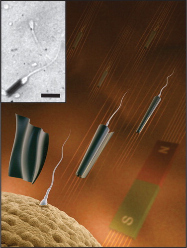 Figure 1. The vision of spermbots: capture and delivery of single spermatozoa to the oocyte by a magnetic microtube that is controlled by an external magnetic field. The inset shows a microscopic image of a bovine spermatozoon entering a 20 µm long microtube. Scale bar 20 µm.