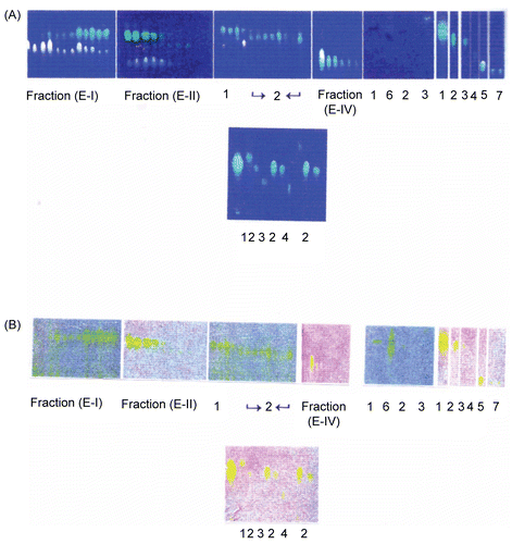 Figure 1.  Thin-layer chromatography of column chromatography fractions. (A) Detection under ultra-violet light. (B) Detection after spraying with AlCl3 reagent.