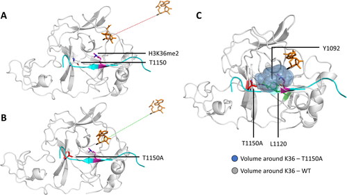 Figure 10. Besides the increasing the methylation activity, the T1150A cancer mutation causes a change in the product specificity of NSD2 from a di- to a trimethyltransferase. A-B| sMD simulations showed that the NSD2-H3K36me2 complex was not able bind SAM in a productive conformation, but the T1150A mutant-H3K36me2 complex was. Shown are representative snapshots from the sMD simulations, where the dashed line indicates the trajectory of the SAM molecule. C| Contacts (dashed red lines) established by T1150 (sticks, white) with Y1092 and L1120 (sticks, green) lead to a compact active site volume (gray spheres) restricting its activity to dimethylation. These contacts are missing for A1150 (sticks, red) resulting in a more spacious active site (blue spheres). Taken and modified from (Khella et al. Citation2023) with permission.