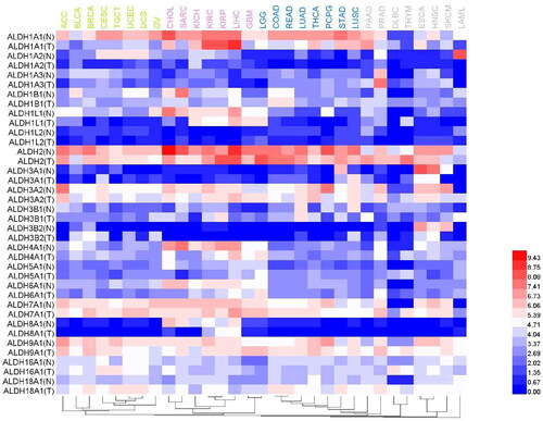 Figure 4. Comparison of the expression levels of different ALDH subtypes in various tumour tissues and corresponding normal tissues. A heat map was generated based on a TCGA dataset. The dendrogram of tumours (top) was divided into 4 parts using different colours.