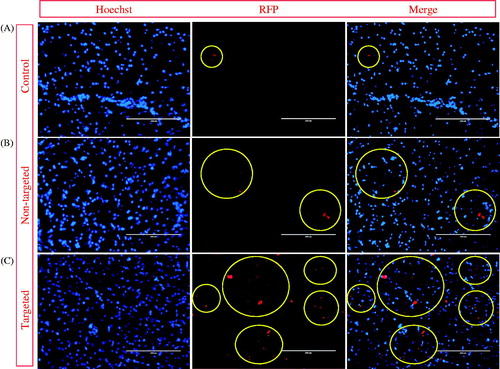 Figure 8. Fluorescence microscopic images of brain sections after 0.5 h i.v. injections of (A) free QDs (control) (from Group 4), (B) non-targeted theranostic (DTX-QD-TPGS) (from Group 8), and (C) targeted theranostic (DTX-QD-TPGS-Tf) TPGS liposomes (from Group 11). DAPI channels showing the blue fluorescence from Hoechst stained nuclei (left), QDs showing red fluorescence (middle), and Merged channels showing QDs and DAPI (right) (yellow circle is showing the presence of QDs in brain cells). Scale bar is 200 μm.