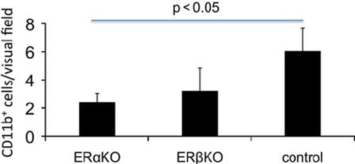 Figure 6. The number of macrophages in the periinfarct area was assessed by counting anti CD11b+ cells. In the periinfarct area of ERαKO mice the number of macrophages was lower compared to control (p < 0.05).