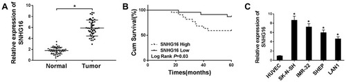 Figure 1 High SNHG16 expression was associated with clinical stage and poor prognosis. (A) QRT-PCR was performed to measure SNHG16 expression level in NB tissues and corresponding adjacent normal tissues. (B) Kaplan-Meier was applied to analyze the survival according to the median level of SNHG16 expression. (C) qRT-PCR was used to detect the expression of SNHG16 in NB cell lines and HUVEC cells. *P<0.05.