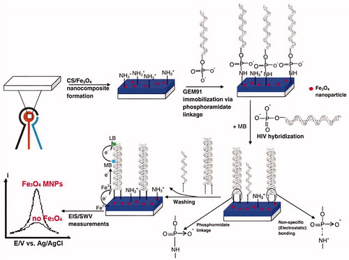 Figure 1. Schematic representation of HIV electrochemical detection on chitosan/Fe3O4 SPE, using MB as an intercalator (Reuse with permission from Elsevier) (Dai Tran et al. Citation2011).