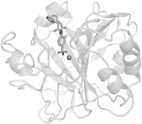 Figure 3.  Human carbonic anhydrase (hCA) II complexed with the thienylacetamido benzenesulphonamides 19 (X = H) and 20 (X = F), which illustrate that small changes at the aromatic ring lead to different conformations of the bound inhibitor within the enzyme active siteCitation54.