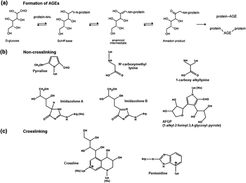 Figure 2. Structures of noncrosslinking and crosslinking AGEs in Ca2+-pumps. Formation of advanced glycation end-products through glucose-protein Schiff base and Amadori rearrangement (a), and structures of noncrosslinking (b) and crosslinking (c) AGE molecules most frequently formed on Ca2+-pumps.