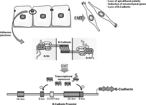 Figure 1.  Diagram demonstrating the role of E-Cadherin; histologically, cellularly and molecularly in EMT. E-Cadherin, found at adherens junctions, maintains epithelial cell-cell contact, due to homophilic binding of its extracellular domains. During EMT, apical-basal polarity is lost, E-Cadherin expression is downregulated and mesenchymal genes are up-regulated. The binding of the transcriptional repressors Slug, Sip1, Snail and Twist to the inhibitory E-boxes of the E-Cadherin promoter terminates E-Cadherin expression.