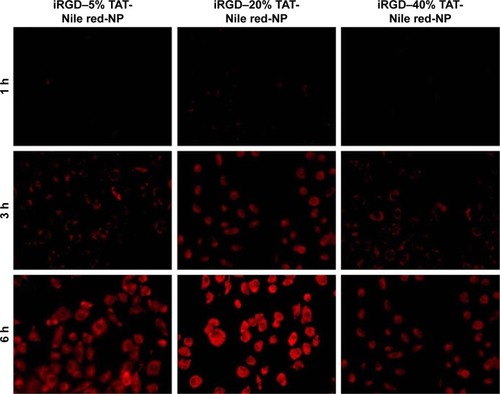 Figure 5 Fluorescence microscopy images of the cellular uptake of NPs with 5, 20, and 40% TAT–PEG–PLGA in HUVECs.Notes: iRGD–5% TAT-Nile red-NP, iRGD and TAT dual-modified NPs labeled with Nile red with 5% TAT–PEG–PLGA; iRGD–20% TAT-Nile red-NP, iRGD and TAT dual-modified NPs labeled with Nile red with 20% TAT–PEG–PLGA; iRGD–40% TAT-Nile red-NP, iRGD and TAT dual-modified NPs labeled with Nile red with 40% TAT–PEG–PLGA.Abbreviations: HUVECs, human umbilical vein endothelial cells; iRGD, internalizing arginine-glycine-aspartic acid; NP, nanoparticle; PEG, poly(ethylene glycol); PLGA, poly(lactic-co-glycolic acid); TAT, transactivated transcription.