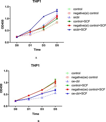 Figure 4. The proliferation-promoting effect of SCF on THP1 cells with different c-CBL expression statuses. THP1 cells with different c-CBL gene expression statuses (A and B) were stimulated with SCF (10 ng/ml) for 24 h. The results were similar to those of HL60 cells; regardless of the presence of SCF, the OD values were associated with the cellular c-CBL gene status. That is, the lower the c-CBL gene expression was, the higher the OD values were. During the whole observation period from Days 1–5, the OD values of the c-CBL silencing group were higher than those of any other group after SCF stimulation (for details, see the supplementary material).