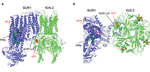 Figure 2. ATP- and Repaglinide (RPG)-bound SUR1/Kir6.2 structure (PDB ID 7TYS; EMD-26193). (a) side and (b) bottom (cytoplasmic) views showing the ATP (cryoEM map shown in orange, 3 σ contour) binding site coordinated by Kir6.2 residues from the N-terminus of one subunit and the C-terminus of an adjacent subunit, as well as L0 of the SUR1 subunit directly in association with the Kir6.2 subunit whose N-terminus contributes to ATP binding. Repaglinide (RPG; cryoEM map shown in purple, 1 σ contour) is bound in a transmembrane pocket in SUR1. The N-terminal peptide of Kir6.2 (KNtp; cryoEM density in green mesh, 1 σ contour) is inserted into the cavity of the two halves of the SUR1-ABC core with the very N-terminus adjacent to the bound RPG.