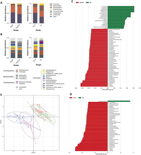 Figure 1. Fecal microbiome analysis by 16s rRNA amplicon sequencing in health control, UC patients and their spouses (n = 12 in Health and Health-S groups, n = 13 in UC and UC-S groups). Relative abundances of bacterial phylum (A) and Top 20 genus (B) levels in study participants; LEfSe analyzes (LDA score, >3.0) to determine the taxonomic differences between two groups: Health and UC group (C); UC and UC-S group (D); (E) PCoA analysis of fecal microbiota beta-diversity confirms the segregation of all study participants.