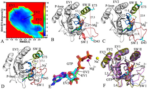 Figure 4. FEL and representative structures of the GTP/P40D M-RAS complex: (A) FEL with three energy valleys EV1-EV3, (B) the structure located at the EV1, (C) the structure situated at the EV2, (D) the structure falling into the EV3, (E) structural superimposition of GTP and magnesium ions trapped at the EV1-EV3 and (F) structural alignment of the GTP/P40D M-RAS complexes situated at the EV1-EV3. In this figure, M-RAS, GTP and ions Mg2+ and Na+ displayed in cartoon, stick and ball patterns. The PMF was measured in kcal/mol and the distance was represented in Å.