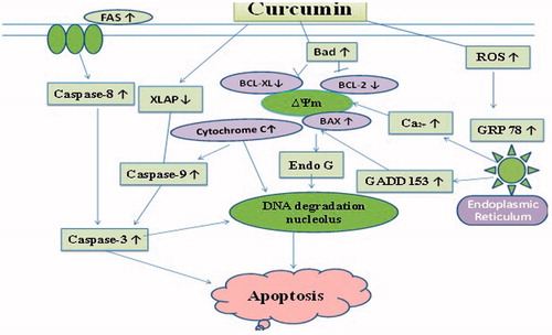 Figure 2. The proposed mechanisms of curcumin-induced apoptotic cell death in human non-small cell lung cancer NCI-H460 cells.