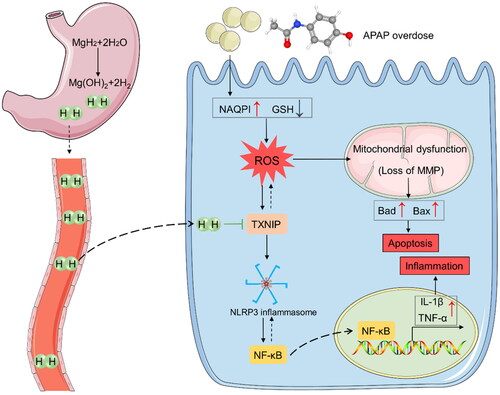 Figure 6. MgH2 protects against APAP-AKI by inhibiting TXNIP/NLRP3/NF-κB pathway. APAP overdose leads to elevated NAPQI level and GSH depletion, resulting in enhanced renal ROS production. ROS can lead to mitochondrial dysfunction and activate TXNIP/NLRP3/NF-κB signaling pathway, resulting in apoptosis and inflammation. Besides, TXNIP can further aggravate accumulation of ROS and oxidative stress. MgH2 may alleviate APAP-AKI through improving oxidative stress, inflammation and fibrosis via suppressing TXNIP/NLRP3/NF-κB pathway.