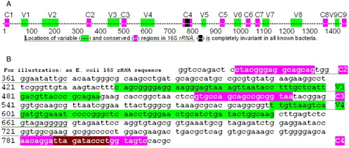 Figure 1.  Location of variable and conserved regions in a typical bacterial 16S rRNA. A) location of variable (Vi, green) and conserved (Ci, pink) regions in a typical bacterial 16S rRNA gene (complete gene). The black bases in C4 are completely invariant in all bacteria. B) Specific example of the C2 to C4 region in Escherichia coli, with a similar color code to A. The C2, C3, and C4 conserved regions are the targets of universal bacterial ribosomal DNA primers.