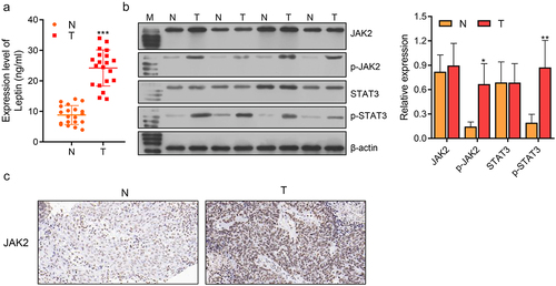 Figure 1. Leptin was highly expressed and the JAK2/STAT3 pathway was activated in endometrial cancer patients. (a) ELISA was used to assess the expression levels of leptin in normal and tumour tissues. (b, c) Western blotting and IHC staining showed the expression levels of JAK2/STAT3 in normal and tumour tissues. N: normal endometrial tissue; T: endometrial cancer tissue. *p < 0.05, ** p < 0.01, *** p < 0.001.