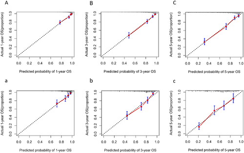 Figure 6. Calibration plot of nomogram predicted probability of 1-year (A), 3-year (B), and 5-year (C) all-cause mortality in training set, and 1-year (a), 3-year (b), and 5-year (c) in validation set. The dashed line represents an ideal evaluation, whereas the red line represents the performance of the nomogram.
