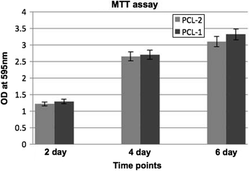Figure 3. Biocompatibility of the polycaprolactone membrane, evaluated by the MTT assay using L6 rat skeletal myoblast cell growth tested at 3 different time points (2, 4, and 6, days in culture).