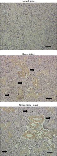 Figure 3.  BDNF immunohistochemistry in submandibular glands of control, stress, and stress+biting-intact groups. Photomicrographs show the immunohistochemical localization of BDNF protein, identified with an anti-BDNF monoclonal antibody in paraffin-embedded sections of submandibular gland from: (A) control, non-stressed rat: only faint staining was observed; (B) stressed rat after 2 h acute immobilization stress: BDNF protein was observed in duct cells, but there was no obvious BDNF expression in acinar cells (arrows); and (C) stress+biting rat, after 2 h acute immobilization stress allowed to bite a wooden stick (diameter, 0.5 cm) during the latter half of the immobilization period (60 min); BDNF protein was observed in duct cells but there was no obvious BDNF expression in acinar cells (arrows). Intact: no surgery. Scale bar = 50 μm (A–C).
