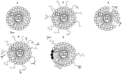 Figure 4. Schematic representation of the conventional and new generation liposomes. (1) Conventional liposomes with outer bilayer lipid covering and inner aqueous core; (2) stealth liposomes protected by polymer chains attached on the outer surface; (3) immunoliposomes equipped with antibodies for targeted drug delivery; (4) stealth immunoliposomes bearing antibodies either on the surface of liposomes or attached to the end of the polymer chains; (5) A representation of multifunctional liposomes with protective polymer to provide stealth properties; antibodies for targeted drug delivery; pH sensitive lipids to enhance intracellular drug delivery (•); incorporation of cationic lipids for gene delivery (+); attachment of cell penetrating peptides to enhance cell penetration (P). A: Aqueous soluble drug; L: Lipid soluble drug.