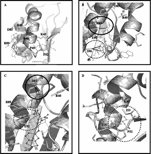 Figure 5.  In (A), the top-ranked solution for flexible docking between the compounds/rotenone with CI-B8. The residues having the strongest interaction with the inhibitors, are shown. In (B), the superposition between the top-ranked solutions for the most active compounds 2. (in light grey) and 4 (in dark grey). The circle demonstrates the possible hydrogen bond between residue R89 and oxygen of benzodioxol ring of compound 2; the dotted line circle demonstrates hydrogen bond donate by the S96 side chain to carboxyl oxygen of compound 2 or 4. In (C), the superposition between the top-ranked solutions for the less active compounds 1 (in white) and 3 (in black ball line). The circle demonstrates the possible contact between residue D85 and benzodioxol ring of compounds 1 and 3; the dotted line circle demonstrates possible hydrogen bond between residue E92 and hydroxyl group at C7′ of compound 3. In (D), the rotenone orientation; the dotted line circle demonstrates the possible interaction of rotenone with two conserved residues (P52 and I53).