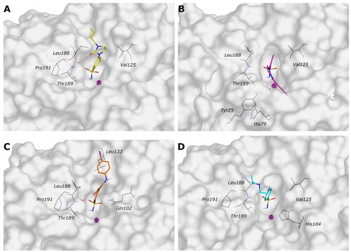 Figure 4. Most representative geometry retrieved after MD simulation for the four studied ligands. (A) 9c yellow, (B) 12c magenta, (C) 4b orange, and (D) 10a cyan in the VchαCA (light grey). The compounds are represented in stick and the protein surface is visualised.