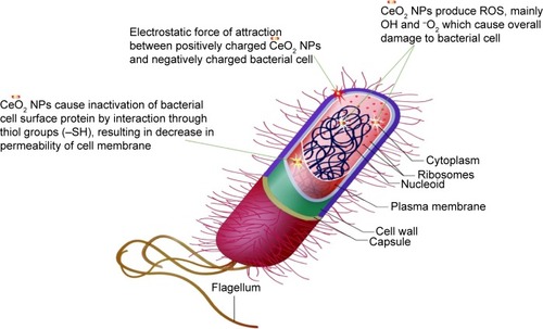 Figure 11 Schematic illustration of CeO2 NPs antibacterial activity.Abbreviations: NPs, nanoparticles; ROS, reactive oxygen species.