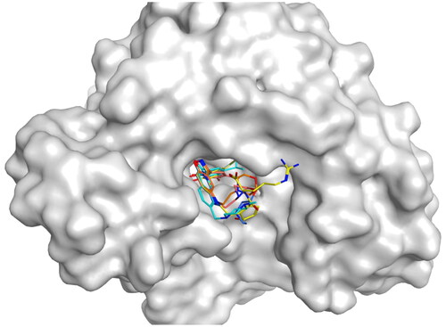 Figure 9. The docking modes of HPs 1–4 and the original ligand bind to the ATP-binding pocket of NTD of Hsp90.