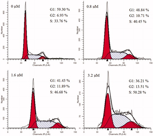 Figure 4. Cell cycle analysis of 15a (0, 0.8, 1.6, and 3.2 μM) in K562 cells, cells were stained with PI and then cell cycle distribution was analysed by flow cytometry.