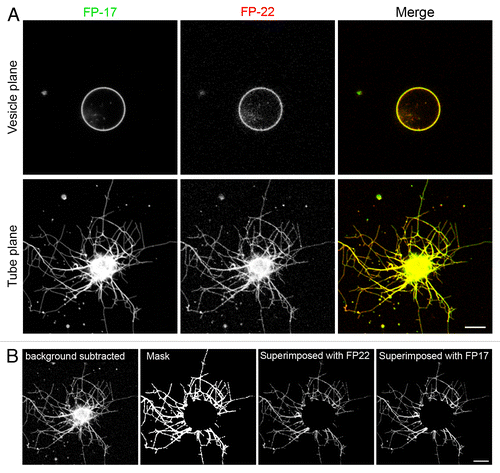 Figure 5. Distribution of TA proteins in GUVs and in tubular networks pulled from GUVs by kinesin motors. (A) Confocal images taken in the equatorial plane (top) and at the coverslip surface (bottom) where the tubes are generated. Images in the two planes were acquired with the same illumination and acquisition settings. (B) Quantification method used to analyze the distribution of FP-17 and FP-22 in GUVs and in nanotubes (see Methods). Scale bars in (A) and (B), 10 μm.