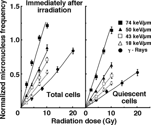 Figure 2.  Dose-response curves of normalized micronucleus (MN) frequency for total and quiescent cell populations as a function of radiation dose immediately after irradiation are shown in the left and right panel, respectively. Open triangles, open squares, solid triangles, and solid squares represent the normalized MN frequencies after irradiation with carbon ion beams having an LET of 18, 43, 50, and 74 keV/µm, respectively. Solid circles represent the normalized MN frequencies after γ-ray irradiation. Bars represent standard errors.