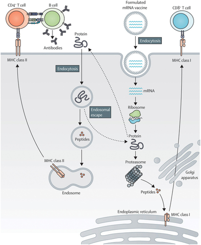 Figure 5. mRNA-based vaccine mode of action for adaptive immune response. Taken from [Citation5] with permission.