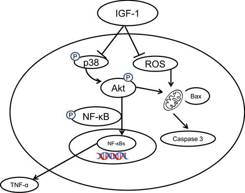 Figure 8 An overall schematic diagram of this study clearly indicates that IGF-1 inhibits osteoarthritis activity via the PI3K/Akt, NF- κB, and MAPK signaling pathways. (┤ indicate inhibitory pathways, → indicate stimulatory pathways).