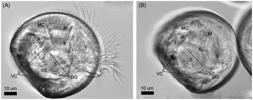 Figure 1. Crassostrea gigas D-shaped shell larvae (48 h post fertilization, hpf). Anatomy of the main organs constituting the digestive apparatus as visible through the clear shell by inverted light microscopy (Zeiss Axio Observer Inverted Microscope). (A) Oyster larva under protruded body position. (B) Oyster larva under retracted body position (position taken before death by all organisms). The black spot in the style sac area is a dense accumulation of ingested NPs. A: anus; E: esophagus; DG: digestive gland; I: intestine; M: mouth; MC: mantle cavity; S: stomach; SS: style sac; V: velum; VC: visceral cavity.