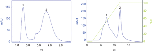 Figure 2.  Two main components (peak 1 and 2) were obtained after the gel chromatography of the ultrafiltrated earthworm coelomic fluid (5 KDa–1000 KDa) (left). The bioactive protein (peak 1) was collected after the ion exchange chromatography (right).